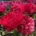 Пион БЕЛГРАВИЯ травянистый в Бресте