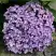 Гортензия АИША крупнолистная  в Бресте