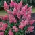 Гортензия МЕГА МИНДИ метельчатая в Бресте
