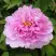 Пион ПРОЗРАЧНАЯ РОСА древовидный в Бресте