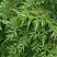 Туя СМАРАГД ВАРИЕГАТА западная в Бресте