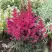 Астильба МУЛЕН РУЖ курчавая в Бресте