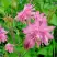 Аквилегия БАРЛОУ ПИНК гибрид МакКаны в Бресте