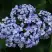 Гортензия АИША крупнолистная  в Бресте