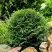 Туя ДАНИКА западная в Бресте