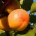 Абрикос СПАДЧЫНА в Бресте