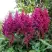 Астильба ВИЖНС китайская в Бресте