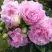 Пион ДИННЕР ПЛЕЙТ травянистый в Бресте