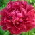 Пион КИТАЙСКИЙ ШЕЛК травянистый в Бресте
