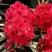 Рододендрон МАТАДОР в Бресте