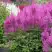 Астильба АМЕТИСТ Арендса в Бресте