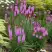 Лиатрис РОЗЕА колосковая в Бресте