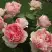 Роза ФИЛИНГ чайно-гибридная в Бресте