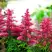 Астильба ЮНИК КАРМИН гибридная в Бресте