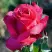 Роза ВИЕН РОУЗ чайно-гибридная в Бресте