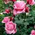 Роза ЭЙФЕЛЕВА БАШНЯ чайно-гибридная в Бресте