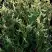 Туя ГОЛД ПЕРЛ западная в Бресте