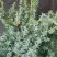 Можжевельник БЛЮ АЛЬПС китайский  в Бресте