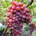 Виноград КРАСОТКА в Бресте