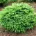 Ель НИДИФОРМИС обыкновенная в Бресте
