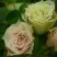 Роза ГРИН ДАЙМОНД миниатюрная в Бресте