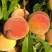 Персик ВУЛКАН в Бресте