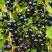 Смородина чёрная ИЗЮМНАЯ в Бресте