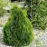 Туя МИКИ западная в Бресте