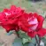 Роза АЛЬЯНС чайно-гибридная в Бресте