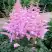 Астильба ГИАЦИНТ Арендса в Бресте