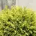 Туя ГОЛДЕН ГЛОБ западная в Бресте