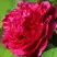 Пион НОЧНЫЕ ГРЕЗЫ древовидный в Бресте