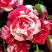 Роза ФАЙЕР ВОРКС миниатюрная в Бресте