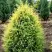 Можжевельник ГОЛД КОН обыкновенный в Бресте