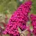 Буддлея давида РОЯЛ РЕД в Бресте