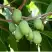 Актинидия РОГОВ аргута в Бресте