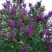 Сирень СУМЕРКИ в Бресте
