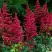 Астильба БУРГУНДИ РЕД Арендса в Бресте