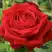 Роза СОФИ ЛОРЕН чайно-гибридная в Бресте