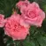 Роза ПЬЕР КАРДЕН чайно-гибридная в Бресте