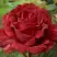 Роза РЕД ИНТУИШН чайно-гибридная в Бресте
