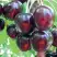 Черешня ЛЮБИМИЦА АСТАХОВА в Бресте