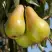 Груша КОНКОРД в Бресте