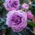 Роза СИЛЬВЕР КВИК плетистая в Бресте