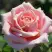 Роза ФРЕДЕРИК МИСТРАЛЬ чайно-гибридная в Бресте