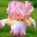 Ирис БЛАШИНГ ПИНК бородатый в Бресте