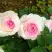 Роза ДОЛЬЧЕ ВИТА чайно-гибридная в Бресте