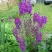 Коровяк ВИОЛЕТТА (вербаскум) в Бресте
