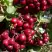 Рябина ГРАНАТНАЯ сладкоплодная в Бресте