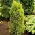 Можжевельник ГОЛД КОН обыкновенный в Бресте